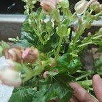 Begonia tuberhybrida पत्ता