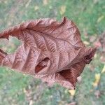 Carya ovata Leaf