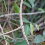 Lawsonia inermis Bark