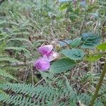 Impatiens glanduliferaFlower