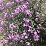 Marcus-kochia littorea Flower