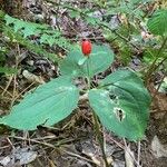 Trillium undulatum Fruit