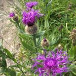 Centaurea uniflora 花