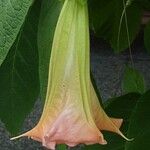 Brugmansia spp.