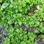 Nasturtium officinale Blad