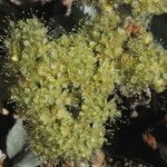 Eriogonum robustum Flower