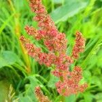 Rumex acetosa Květ