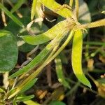 Macrotyloma uniflorum Fruit