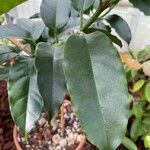 Hoya multiflora Ліст