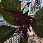 Amaranthus cruentusപുഷ്പം