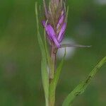 Dactylorhiza elata Kwiat