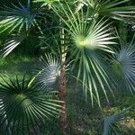 Coccothrinax argentata Lehti