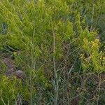 Isatis tinctoria Habit