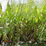 Alisma plantago-aquatica Alkat (teljes növény)