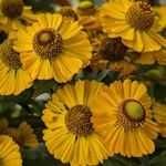 Helenium autumnaleКветка