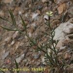 Vella bourgaeana Habitat