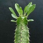 Euphorbia ingens List