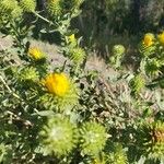 Grindelia squarrosa Fuelha