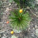 Cyperus haspan 花