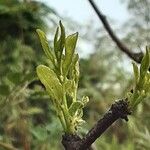 Ziziphus jujuba Leaf