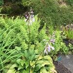 Hosta clausa Flower