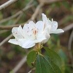 Rhododendron yunnanense Λουλούδι