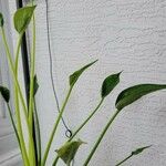 Alocasia cucullata Други