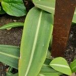 Hippeastrum reticulatum Leaf