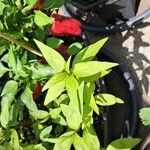 Persicaria hydropiper Hoja