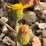 Pulicaria arabica Flower