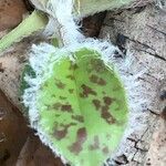 Hieracium glaucinum Folio