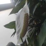 Spathiphyllum wallisii Flower