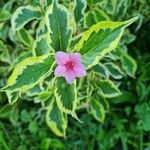 Weigela floridaFlower