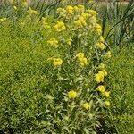 Tephroseris palustris Libunga