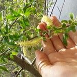 Salix alba Цветок