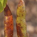 Piliostigma thonningii Φρούτο