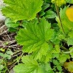 Geum × intermedium Hoja