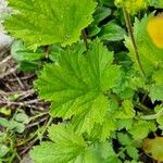 Geum × intermedium Liść