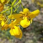 Senna pachyrrhiza Flower