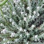 Teucrium dunense Fleur