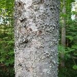 Abies sibirica Bark