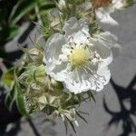 Potentilla alchimilloides Fleur