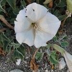 Calystegia collina Цветок