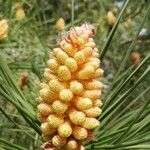 Pinus pinaster Blüte