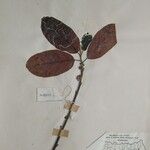 Litsea monopetala その他の提案