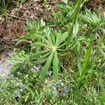 Lupinus polyphyllusFolla