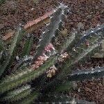Euphorbia greenwayi Hoja