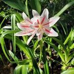 Crinum zeylanicum 花