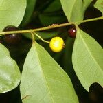 Eugenia oerstediana Hoja