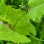 Lactuca muralis Flower